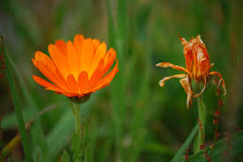 images-3